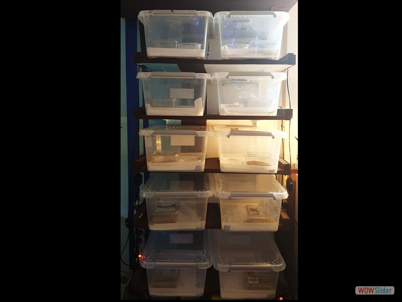 Aufzuchtsboxen